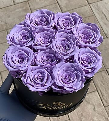 Lilac Roses