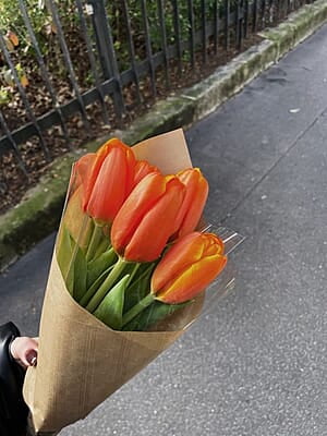 Orange tulips